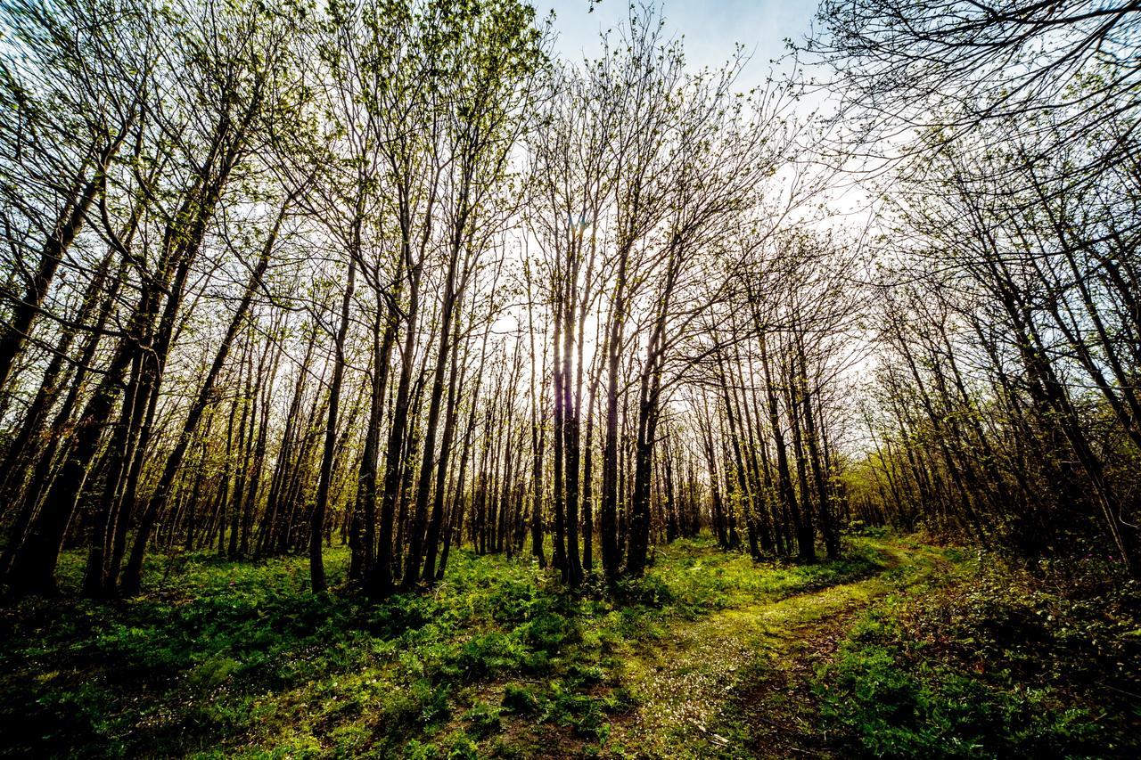 Bosco Ciancio Pension Biancavilla Buitenkant foto